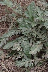 Platycarpha glomerata