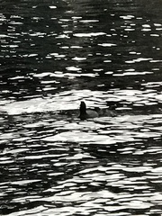 Fulica atra