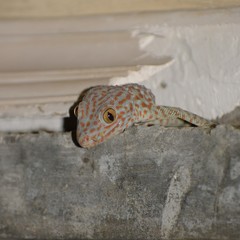 Gekko gecko