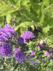 Bombus pensylvanicus