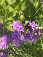 Bombus pensylvanicus