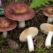 Russula integra - Photo (c) Federico Calledda, some rights reserved (CC BY-NC), uploaded by Federico Calledda