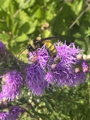Bombus pensylvanicus