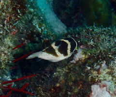 Canthigaster cyanospilota