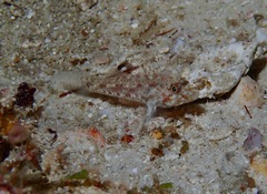 Fusigobius