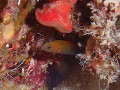 Pseudochromis andamanensis