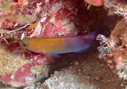 Pseudochromis andamanensis observed 2018-04-21