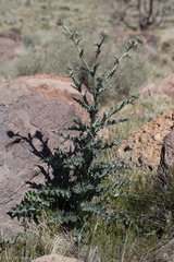 Cirsium neomexicanum
