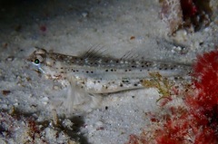 Istigobius