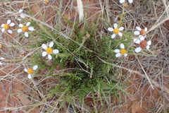 Phymaspermum parvifolium