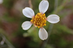 Phymaspermum parvifolium