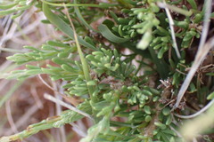 Phymaspermum parvifolium