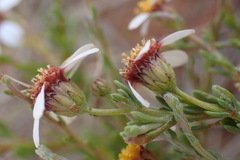 Phymaspermum parvifolium