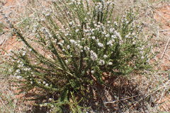 Selago densiflora