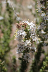 Selago densiflora