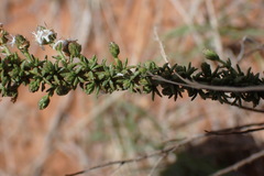 Selago densiflora