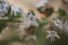 Selago densiflora