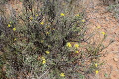 Osteospermum spinescens