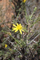 Osteospermum spinescens