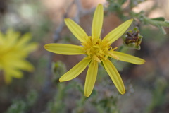 Osteospermum spinescens