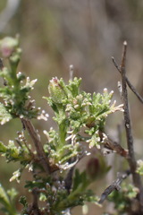 Osteospermum spinescens