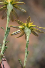 Osteospermum spinescens