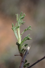 Osteospermum spinescens