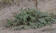 Platycarpha glomerata