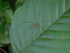 Leiobunum viridorsum