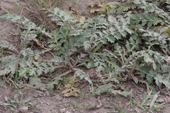 Platycarpha glomerata
