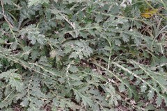 Platycarpha glomerata
