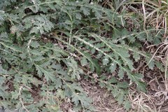 Platycarpha glomerata