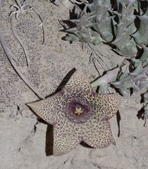 Orbea verrucosa
