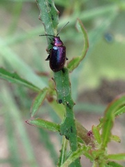 Altica torquata