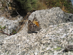 Hipparchia aristaeus