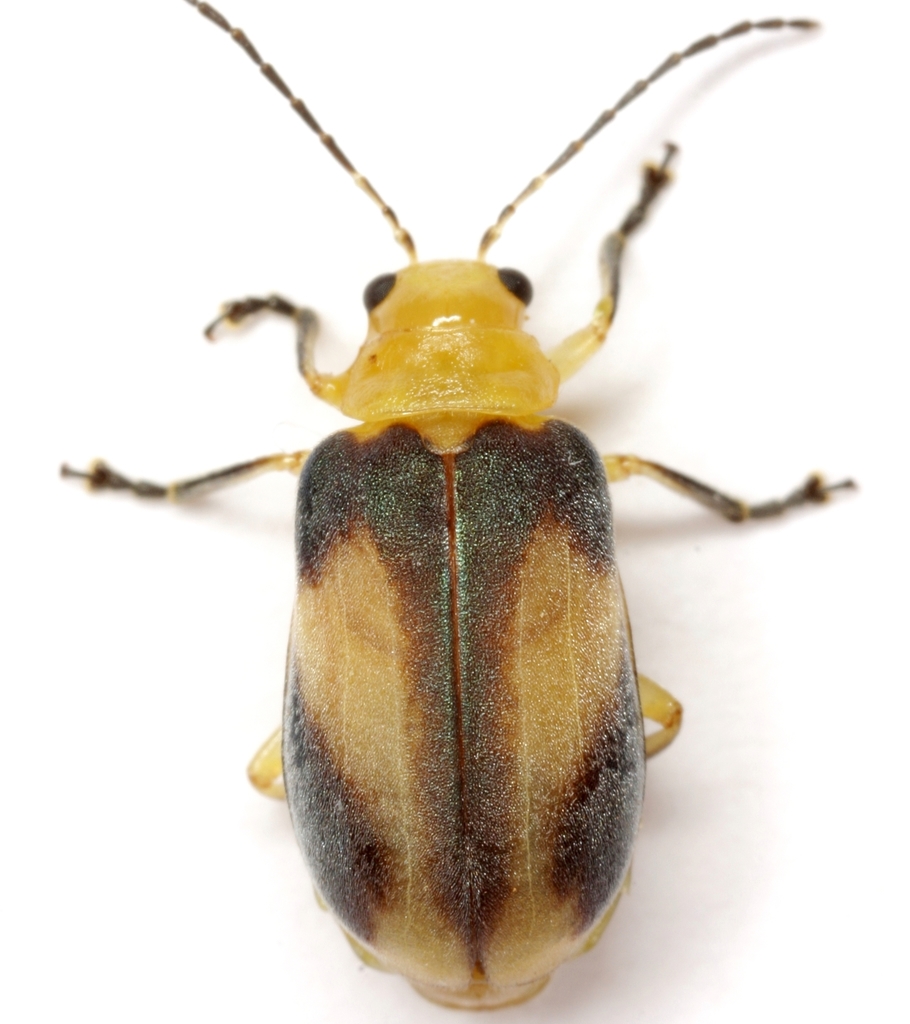 Tamaulipan Pricklyash Leaf Beetle