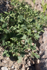 Physalis hederifolia