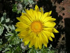 Grindelia covasii