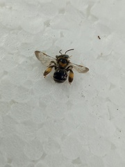 Exomalopsis
