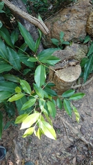 Aquilaria sinensis