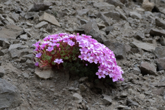 Oxalis adenophylla