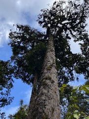 Cassipourea malosana