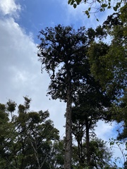 Cassipourea malosana