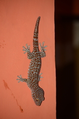 Gekko gecko