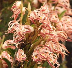 Maxillaria floribunda
