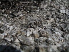 Sphingonotus corsicus