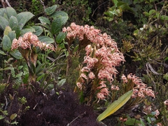 Maxillaria floribunda