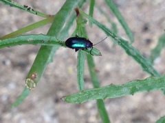 Altica torquata