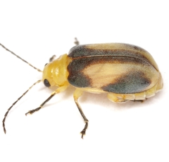 Derospidea ornata