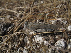 Sphingonotus corsicus